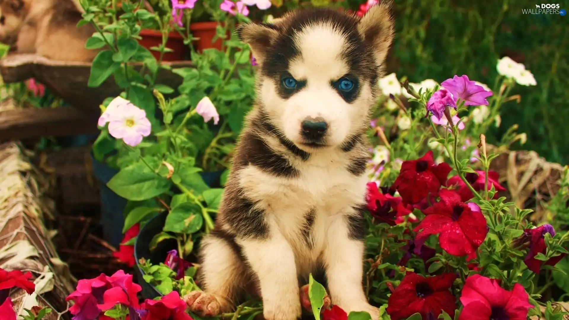 Siberian Husky, Flowers, Puppy