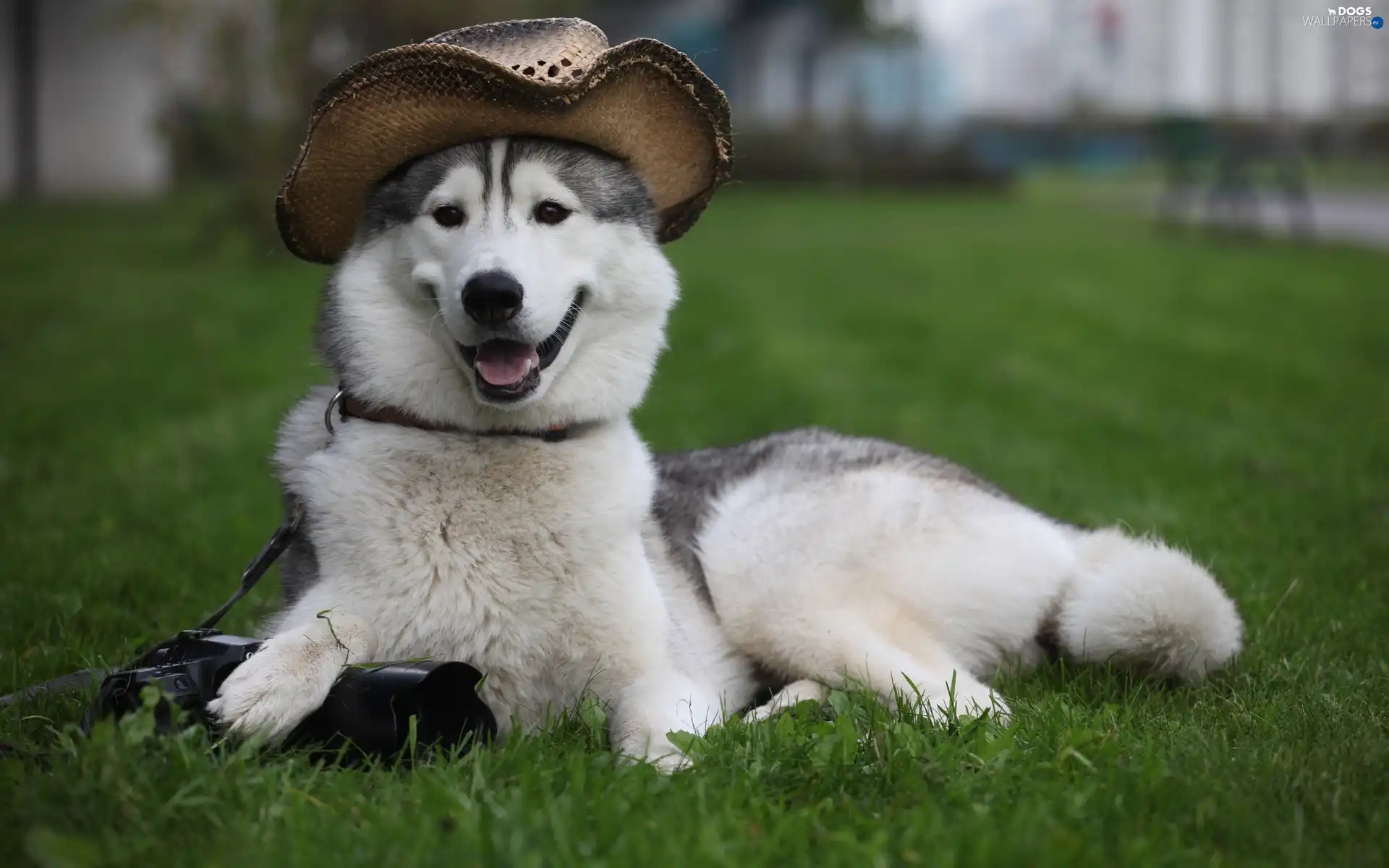 Hat, Siberian Husky