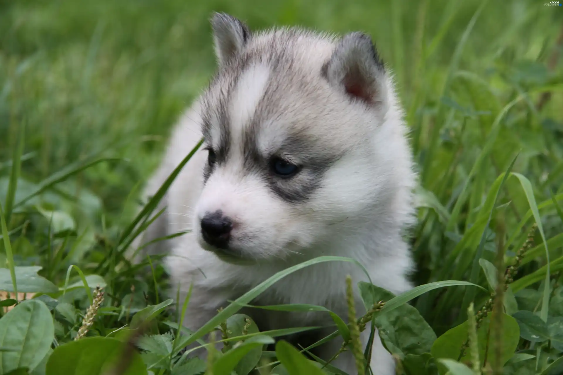 Puppy, Siberian Husky