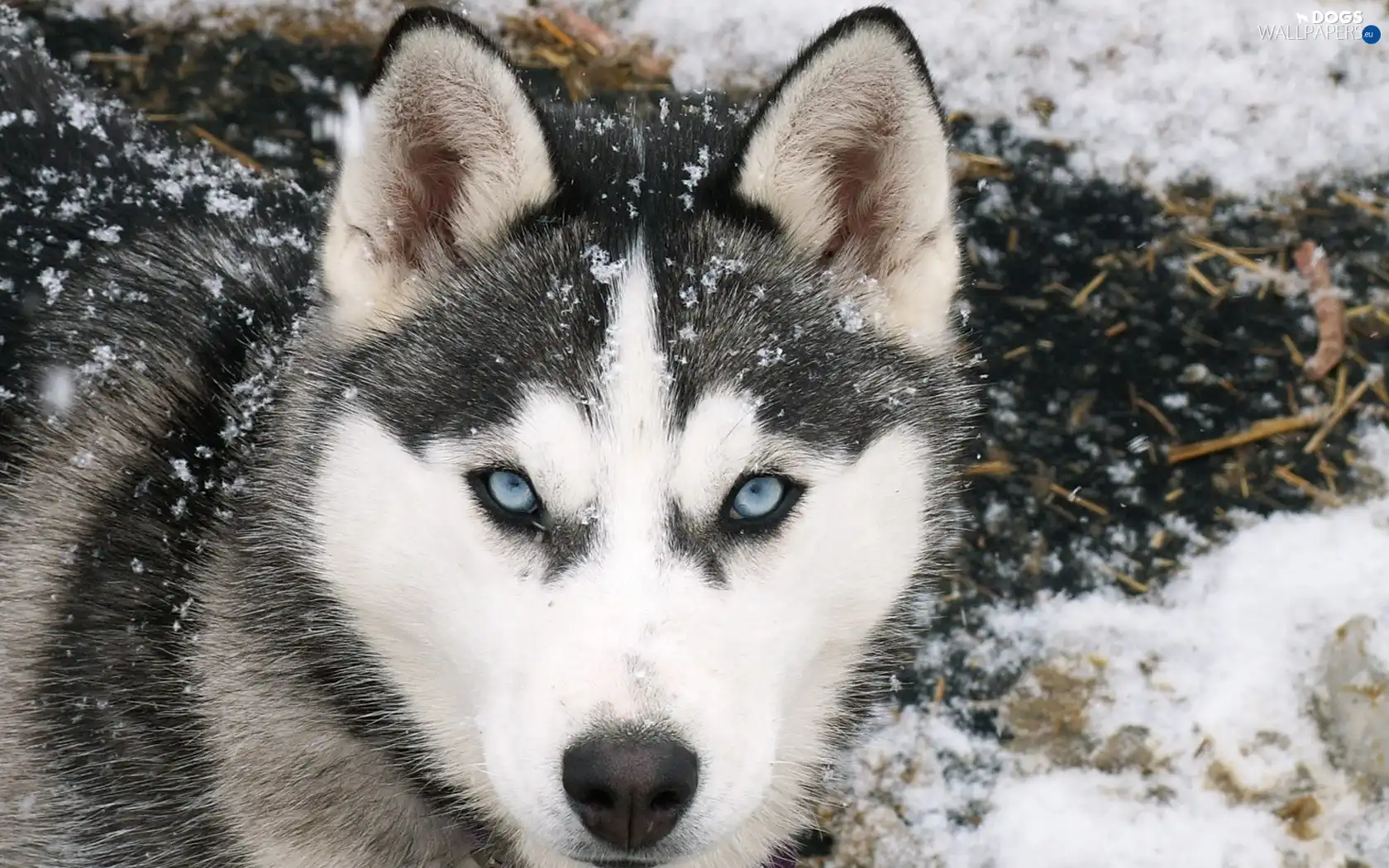 snow, Siberian Husky