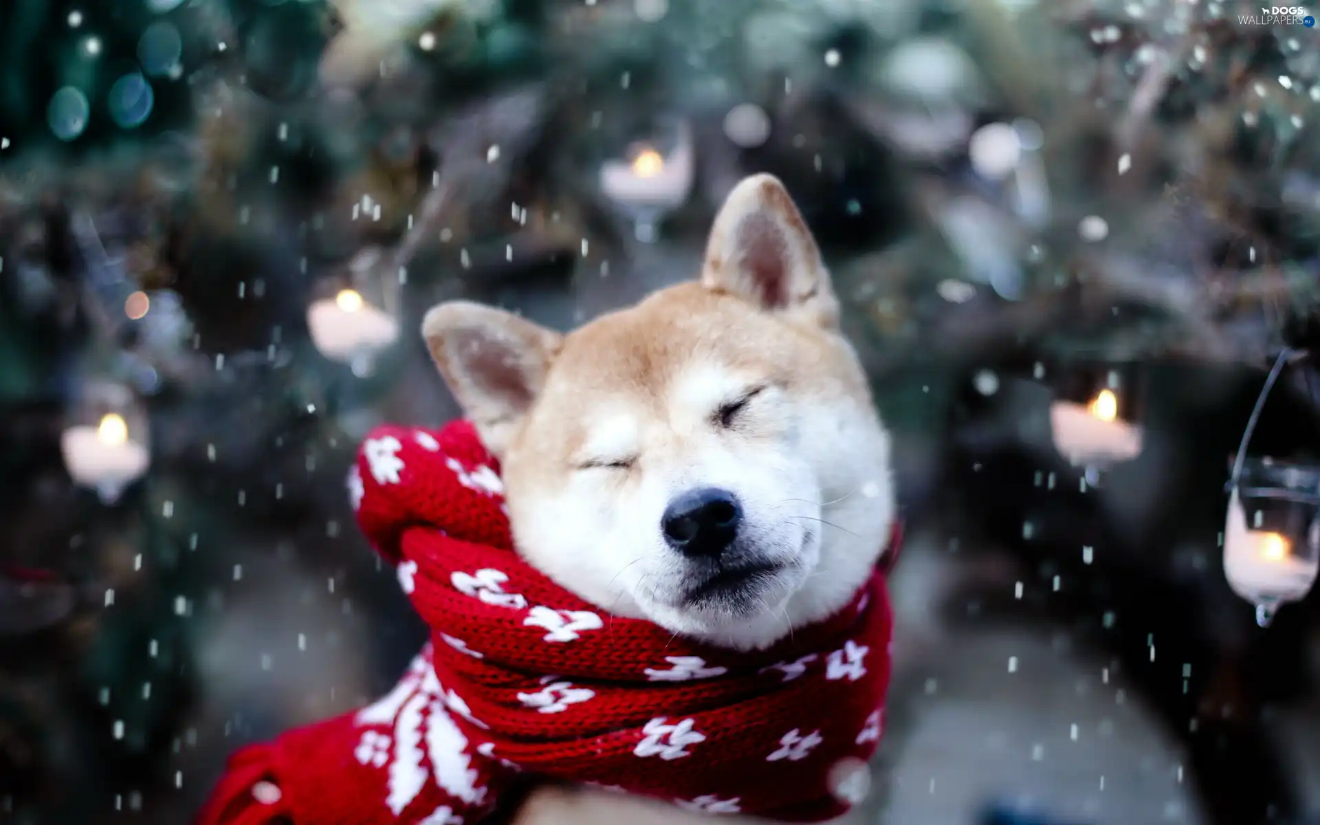 snow, Scarf, dog, Akita Inu
