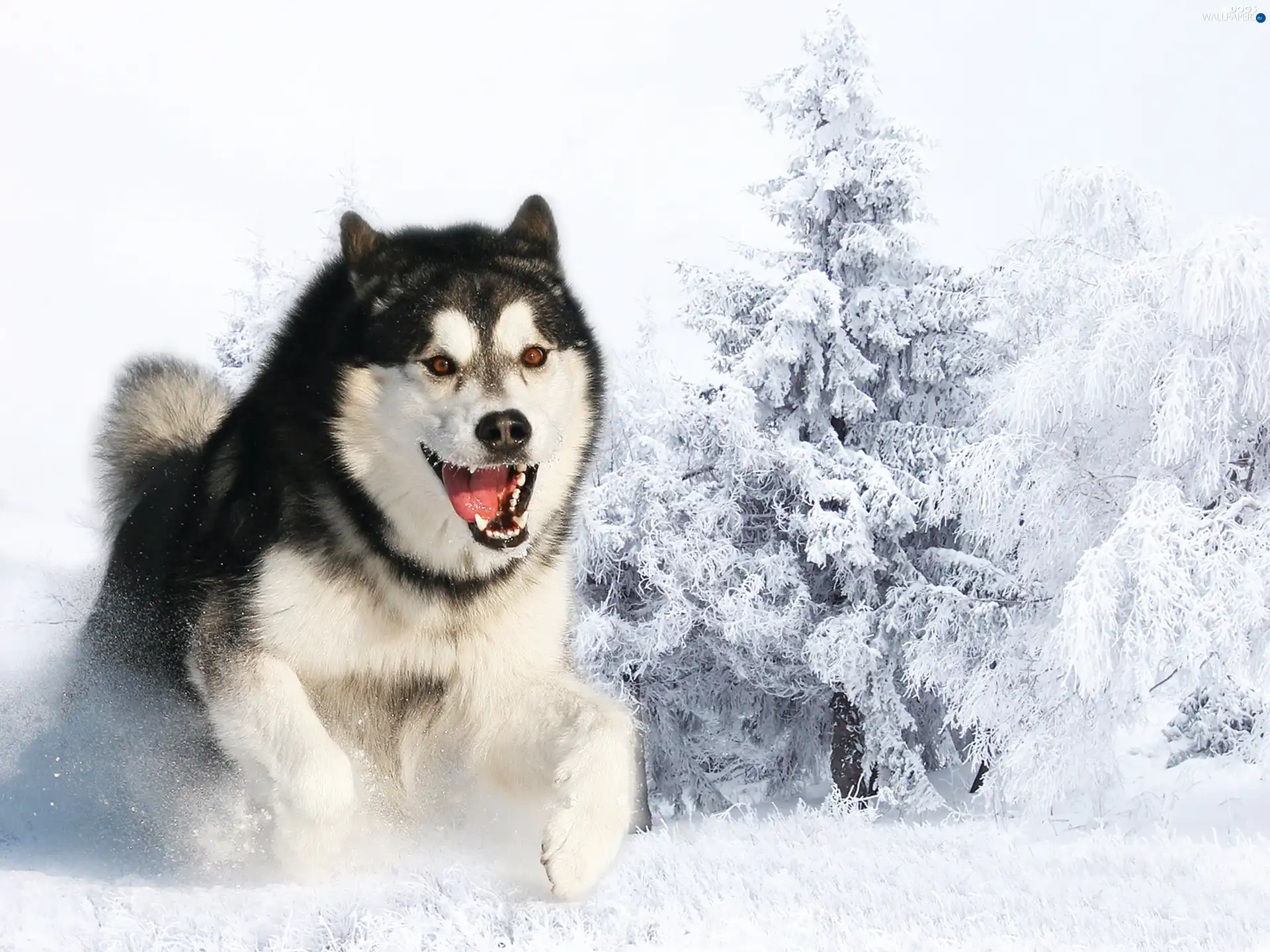 snow, winter, Siberian, Husky