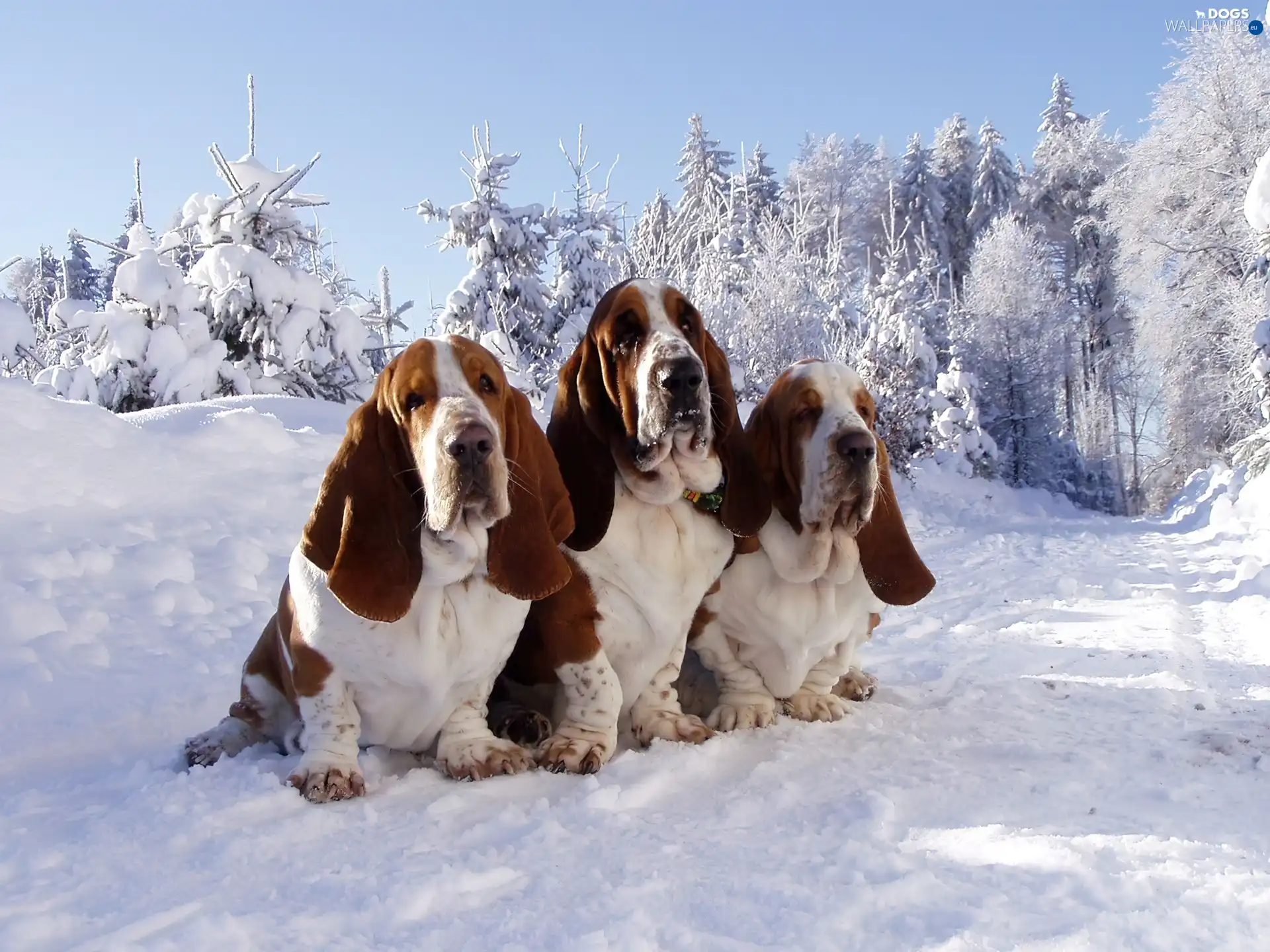 snow, Bassets, Three, puppies