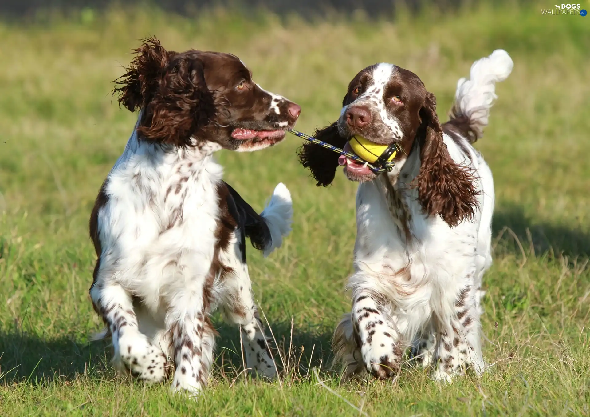Spaniels, Meadow, Two cars