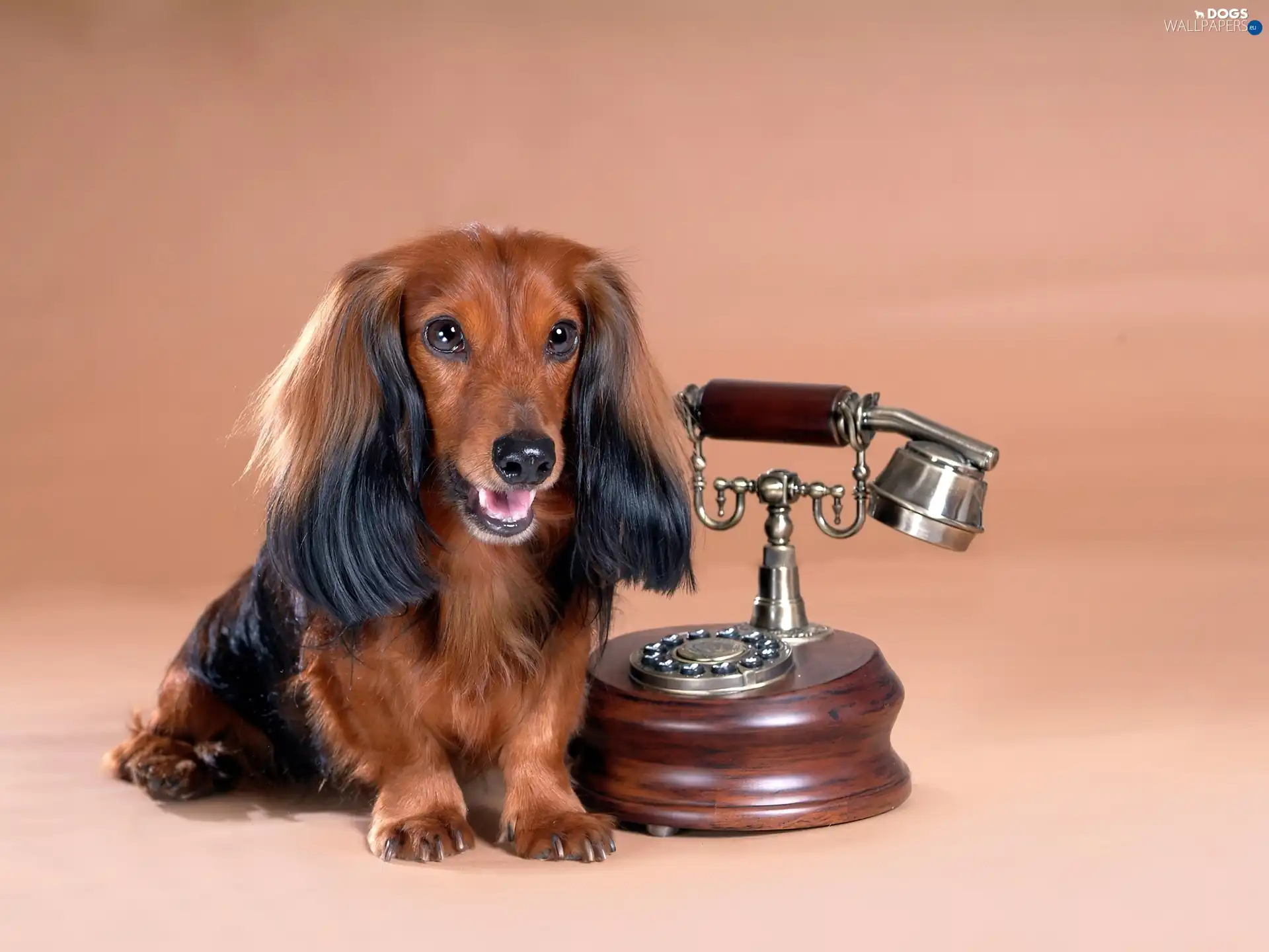 Telephone, long-haired Dachshund