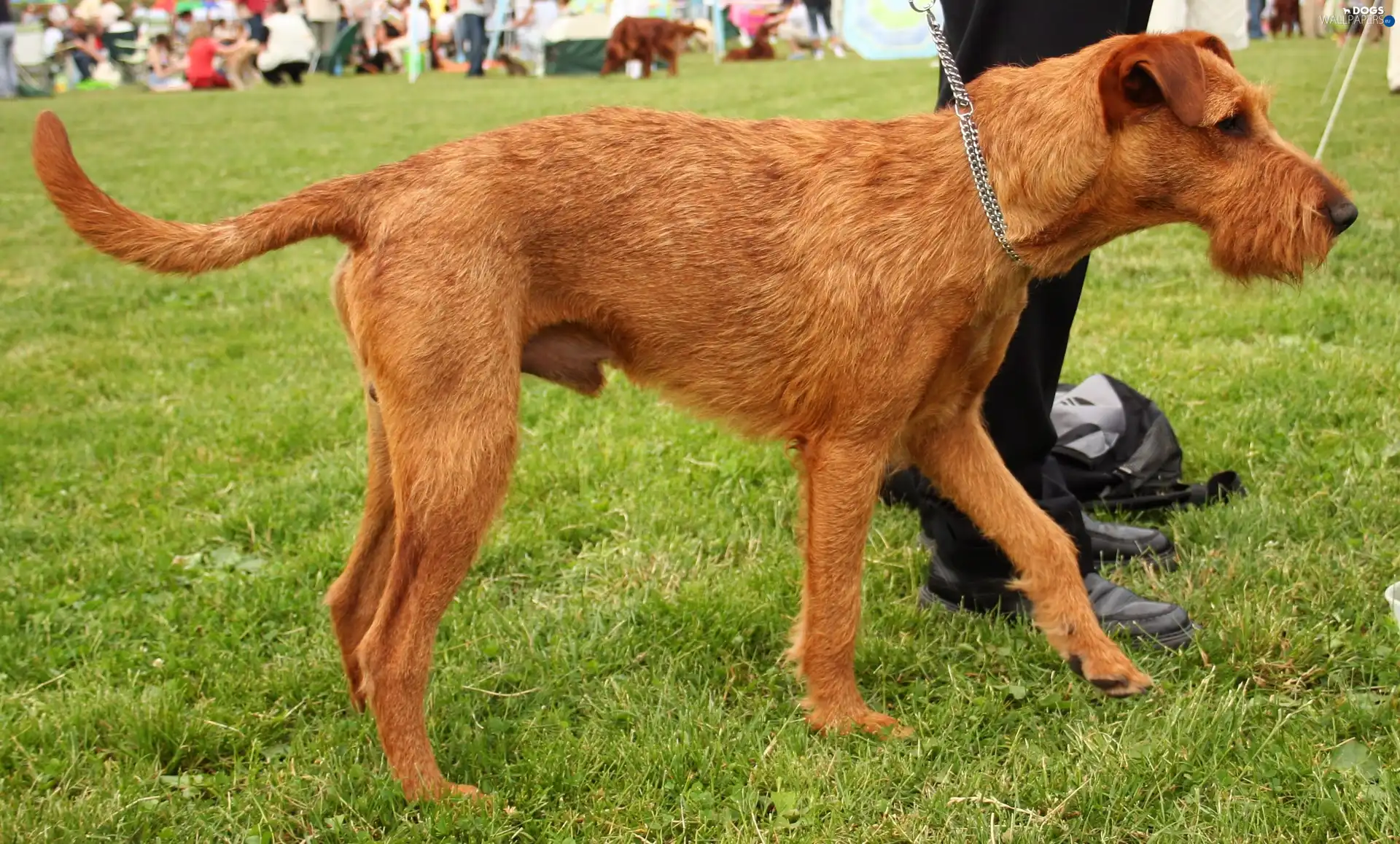 Irish Terrier, ginger