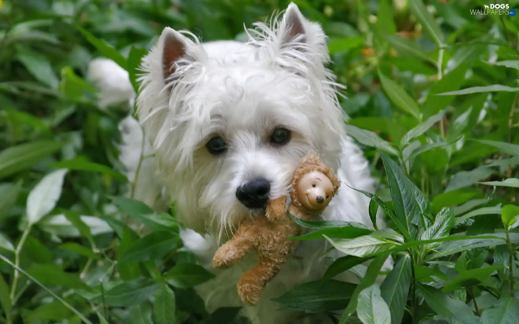 toy, West Highland White Terrier