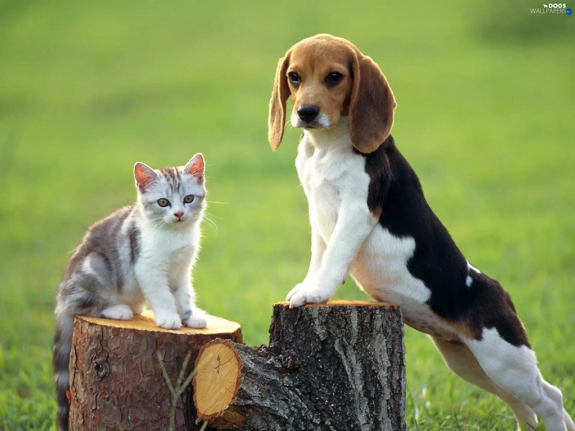 trees, Stems, doggy, viewes, kitten