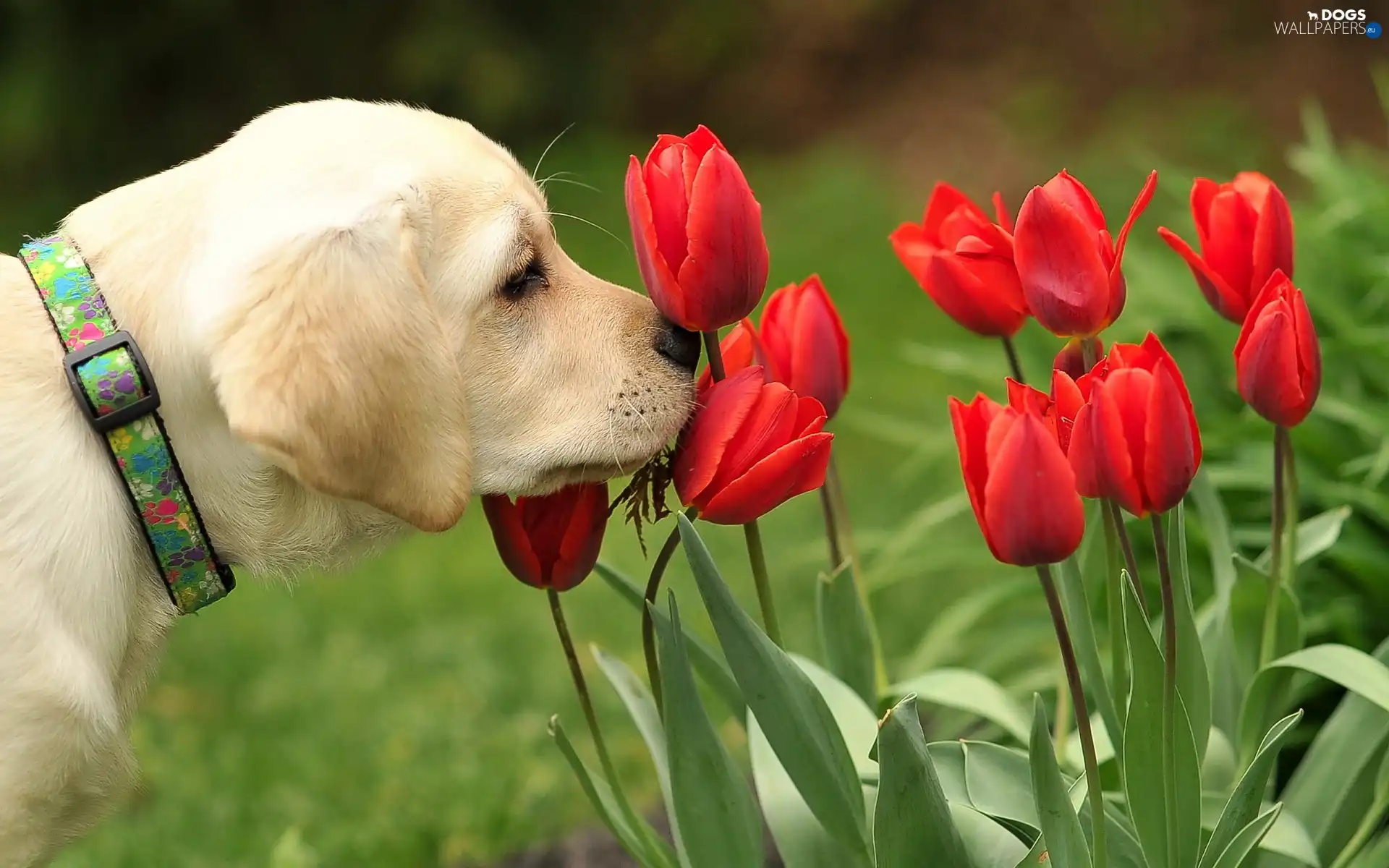 Red, Tulips, dog
