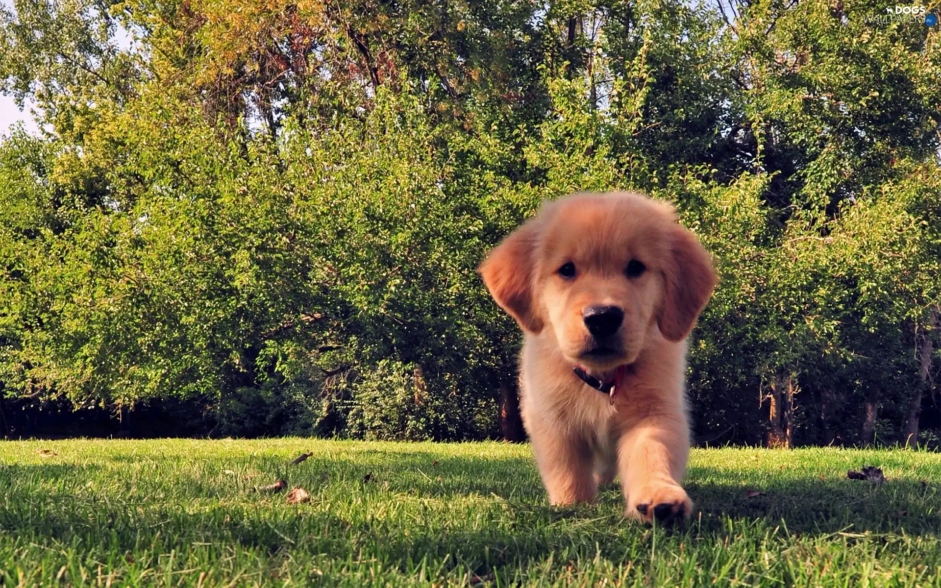 viewes, trees, Puppy, grass
