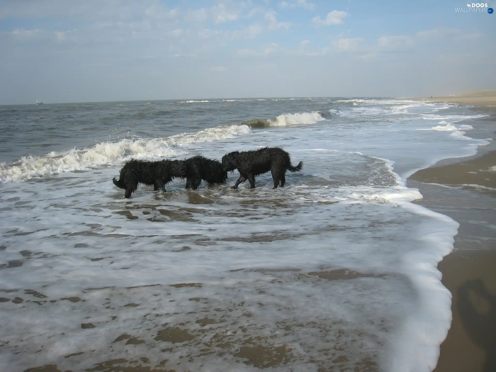 Waves, French Briard Sheepdogs, Three, Black