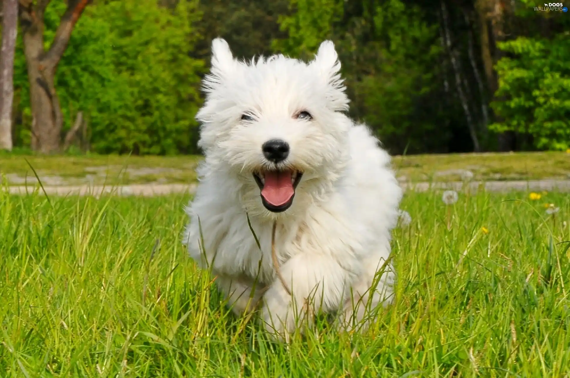 West Highland White Terrier, dog