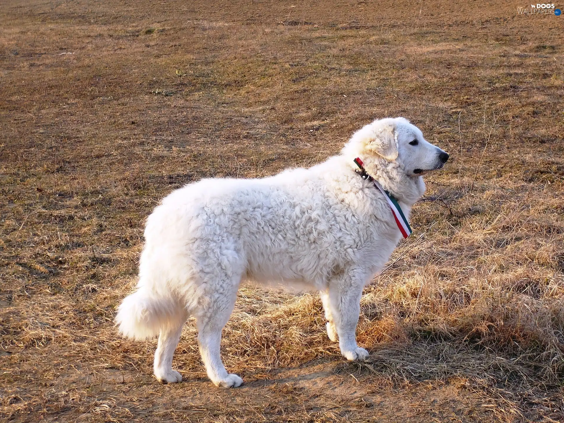 White, Shepherd Hungarian Kuvasz, adult