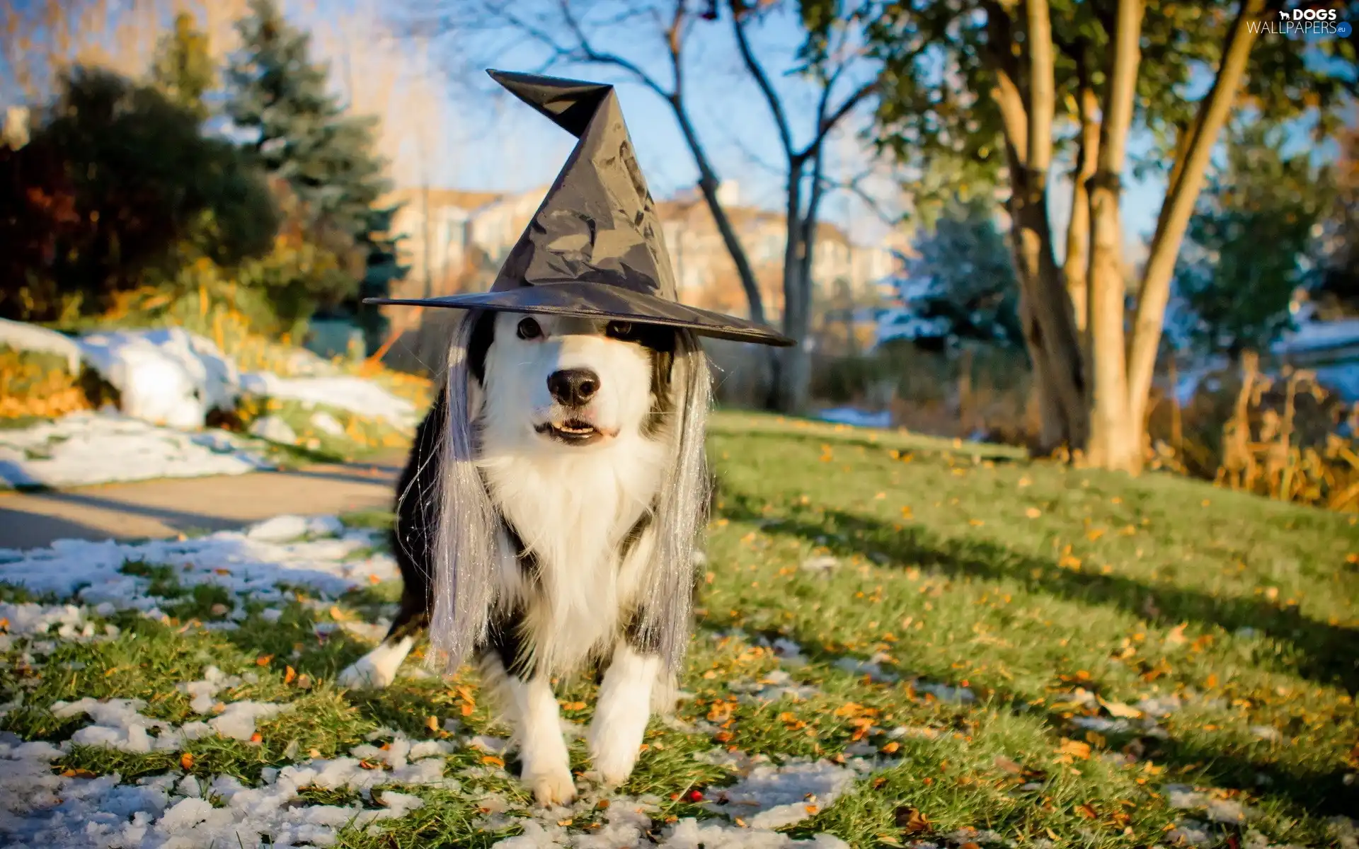 witch, Hat, dog, Border Collie