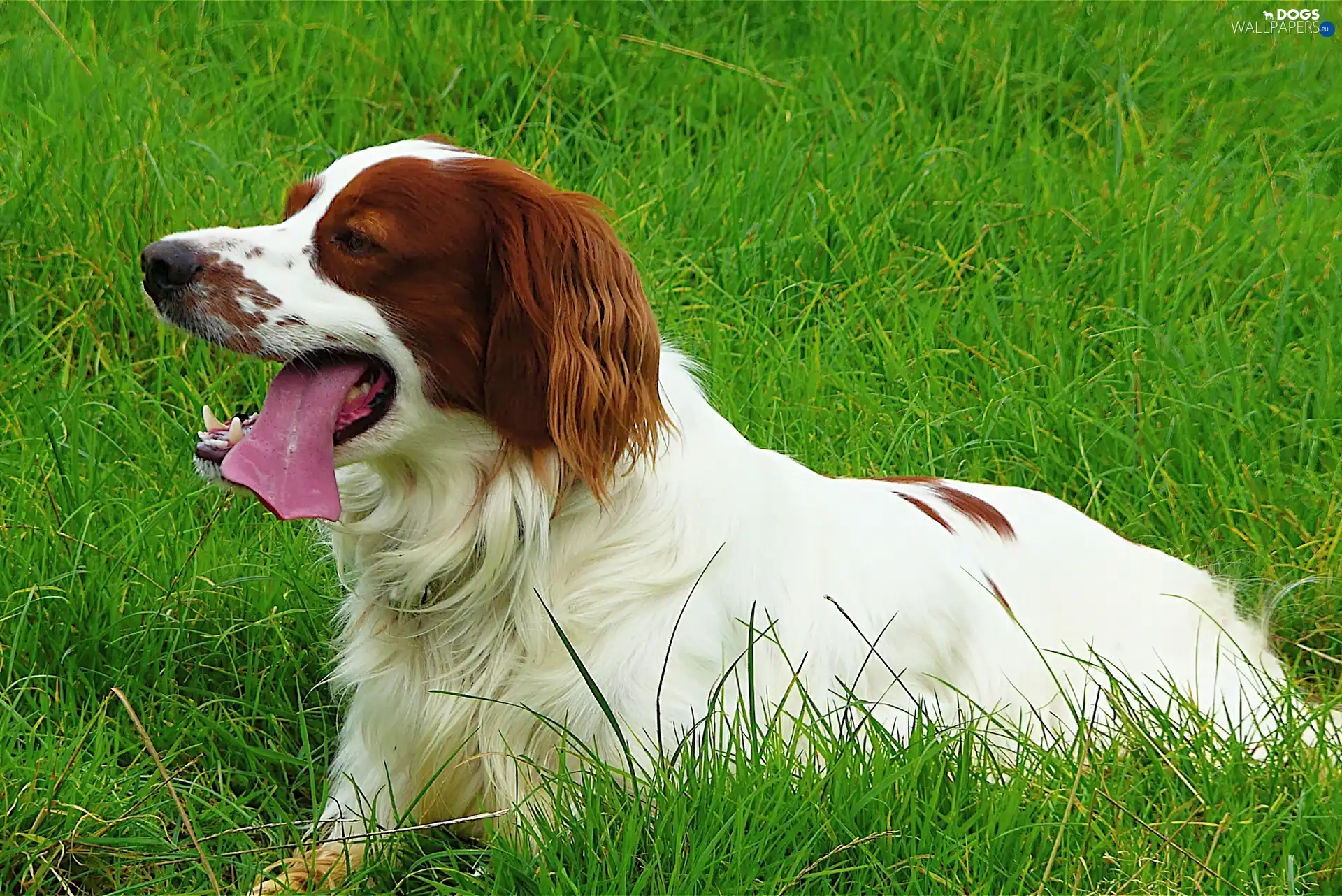 grass, young, Setter Irish Red and White, Tounge