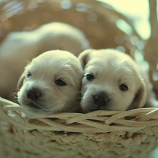 ##, basket, puppies