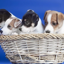Puppies, basket, Dogs
