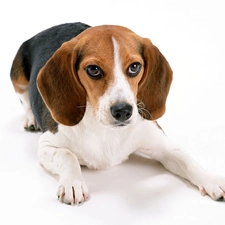 doggy, Beagle, lying