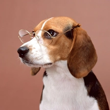 Beagle, Glasses