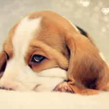 Beagle, puppie