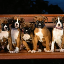 Bench, boxers, five, puppies