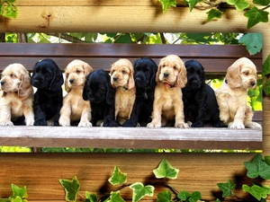 Spaniels, Bench, Puppies