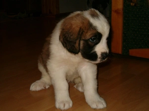 doggy, Bernard, small