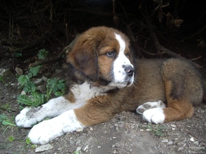 Bernard, Puppy