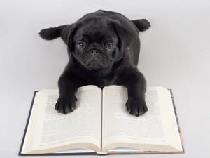 doggy, Book, Black