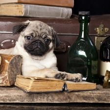 Bottles, pug, dog, Puppy