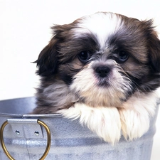 Bucket, puppie