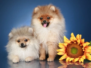 Pomeranian, puppies