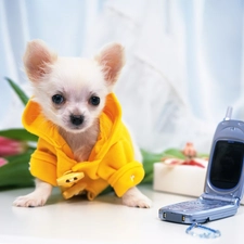 Chihuahua, cellular, Puppy, Telephone