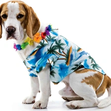 clothes, Beagle