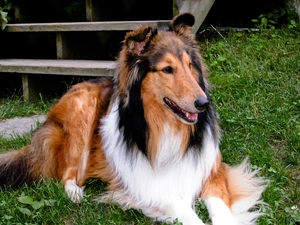 Collie rough, Red-white