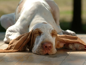 sleepyhead, basset, dog