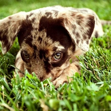 doggy, shy, grass, small