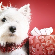 Present, doggy, Christmas