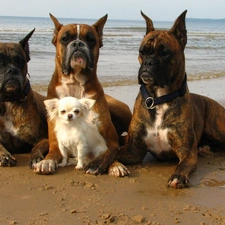 doggy, small, Three, boxers
