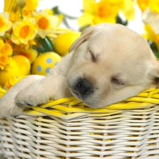 eggs, basket, Puppy, dream