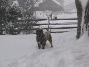 English mastiff, Mastiff, snowy