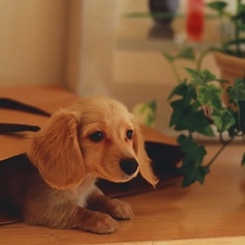 dachshund, Flower, puppie, bag