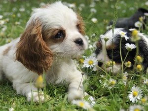 Flowers, grass, Two cars, Puppies