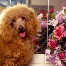 Flowers, Brown, dog, Mirror, poodle