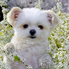 Puppy, Flowers, White