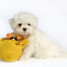 Flowers, puppie, small, White