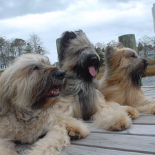 French Sheepdogs briards, pier, Three