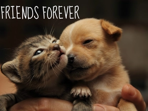 Friends, kitten, doggy, Puppy