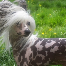 grass, inese Crested Dog