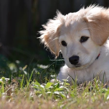 Golden Retriever, grass, White, puppie